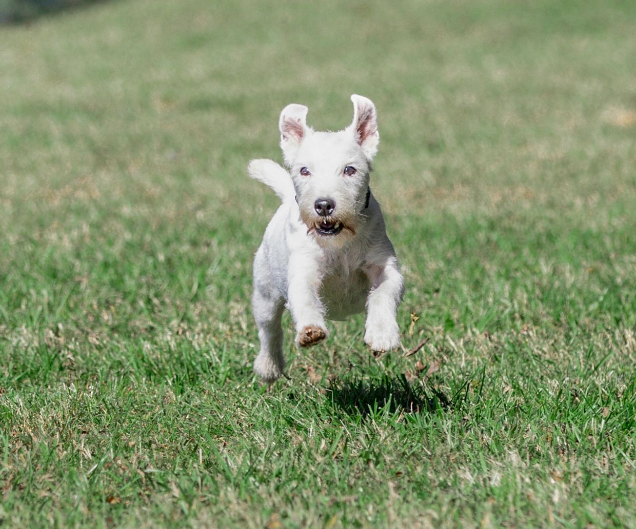 A small white dog joyfully running on green grass.
