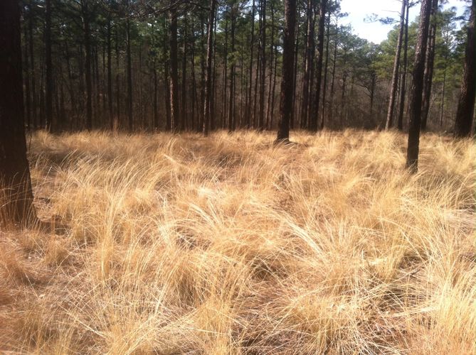 Wiregrass - Sandhills Ecosystem