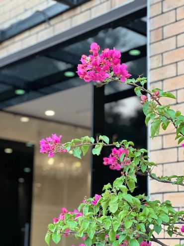 Vibrant pink flowers blooming against a modern building backdrop.