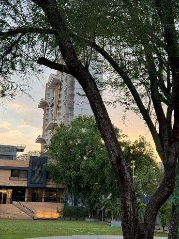 Large tree with green foliage in front of modern buildings at sunset.