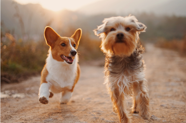 Two dogs running down a road.