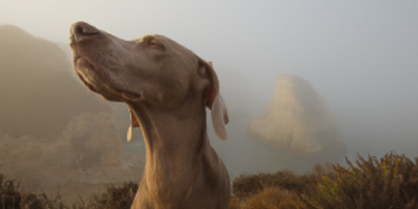 A dog outside, sniffing.