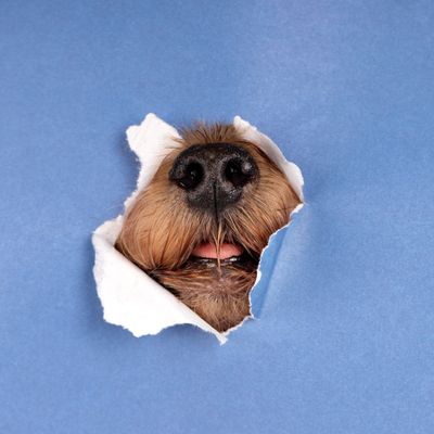 A dog poking its nose through a hole.