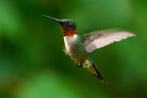  Hummingbird 
HR Consultants