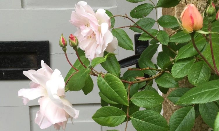 'Lady of the Lake' rose outside a front door