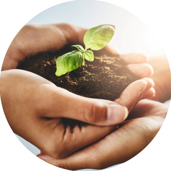 Hands gently holding soil with a small green plant sprouting.
