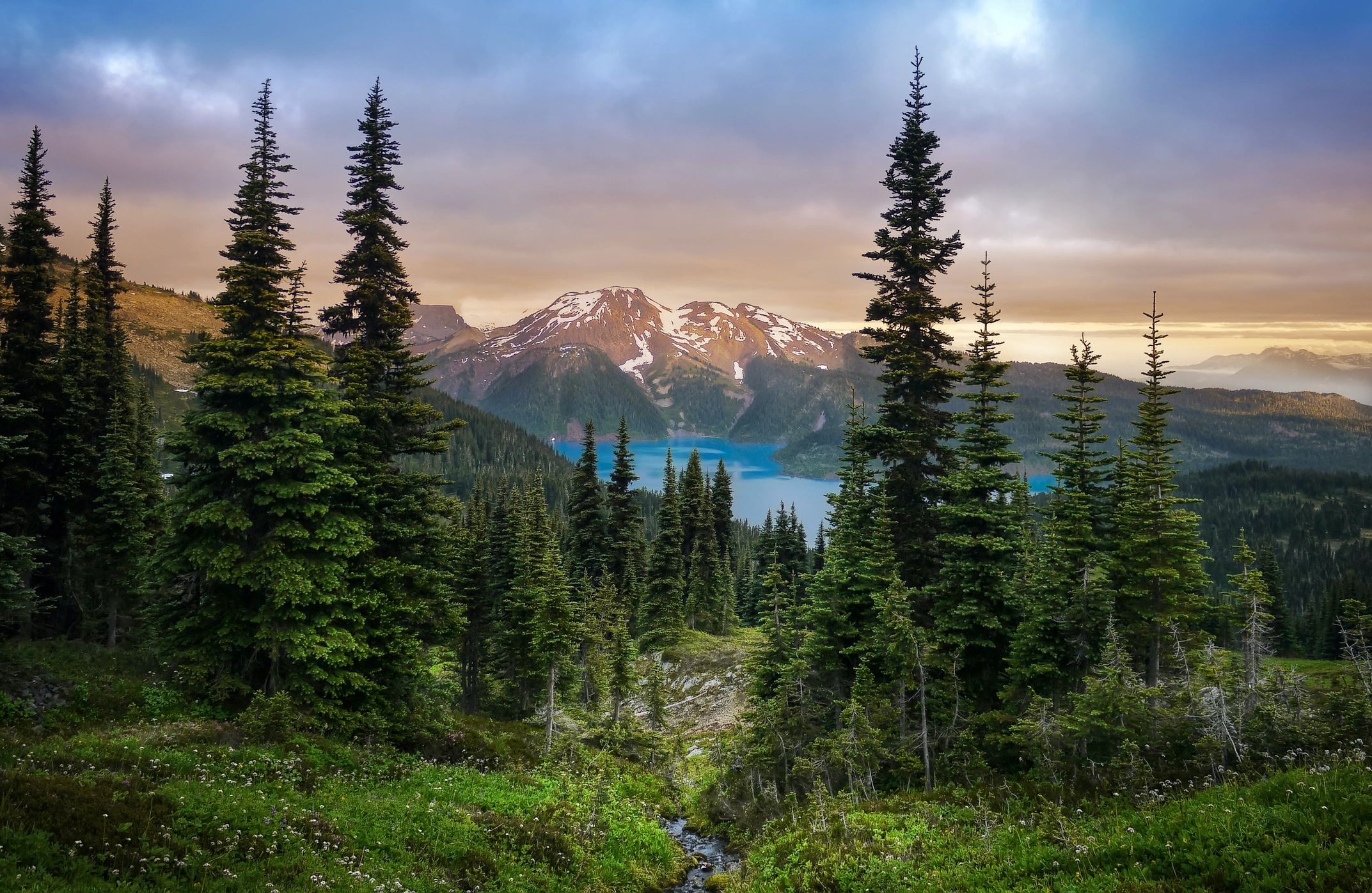 Landscape picture of a forest with mountains in the background