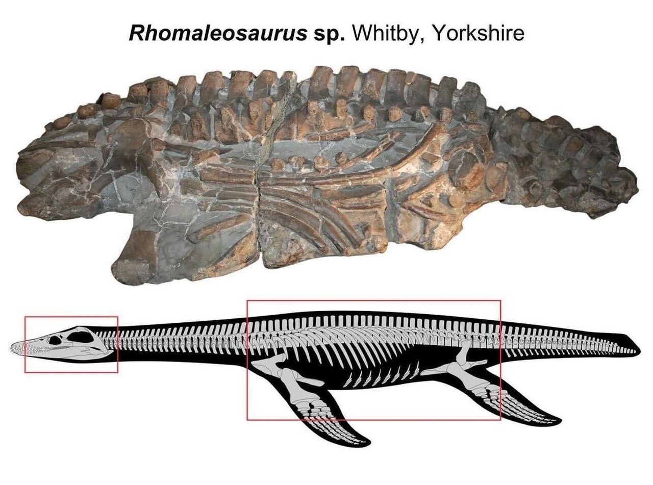 Yorkshire Natural History Museum