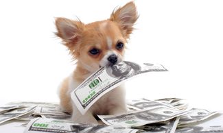 Dog with money. 100 dollar bill in puppy mouth. Paying for grooming. Cash. Doggy standing on money.
