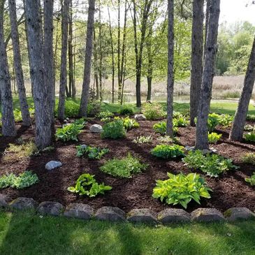 Shaded garden bed with green plants and tall trees in a backyard.