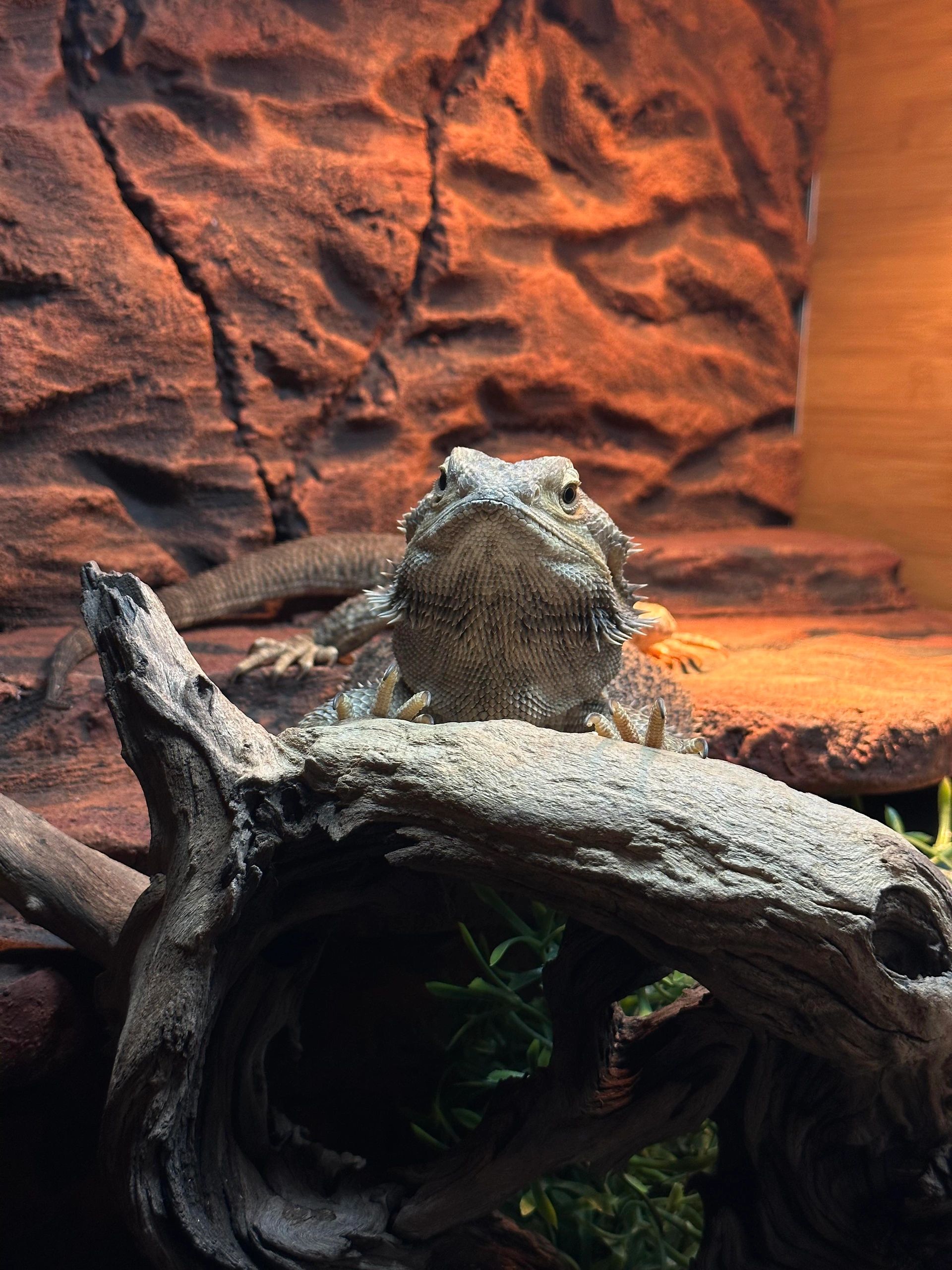 The Complete Bearded Dragon Care Sheet » Tips, Guidelines, & More