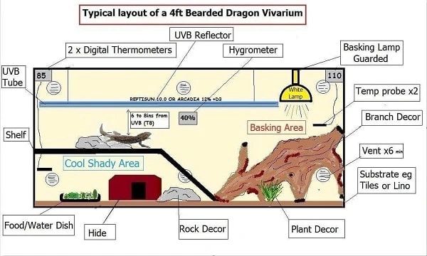 What Temperature Should A Bearded Dragon Tank Be?