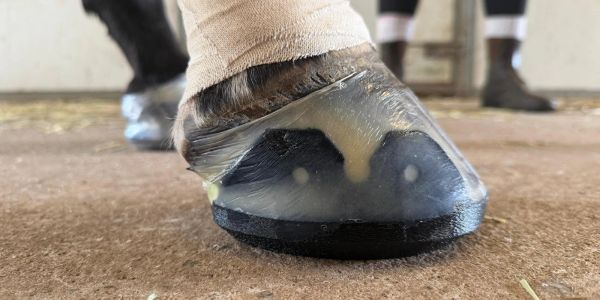 Horse hoof wrapped in a protective film.