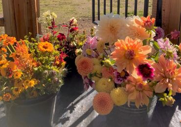 Colorful flower bouquets in metal buckets placed in sunlight.