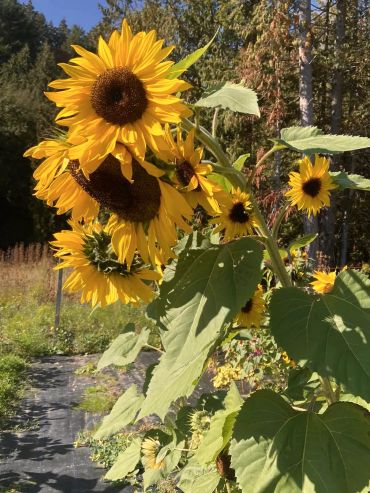 Bright sunflowers blooming in a sunny garden.