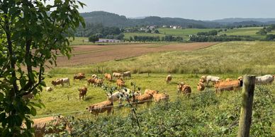 Rubia Gallega at a research facility in Spain. 