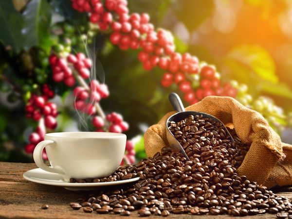 Coffee cup with smoke and coffee beans in burlap sack on coffee tree background
