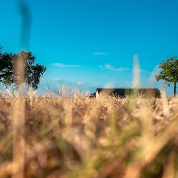 Farm field of yellow grass with trees and blue sky.