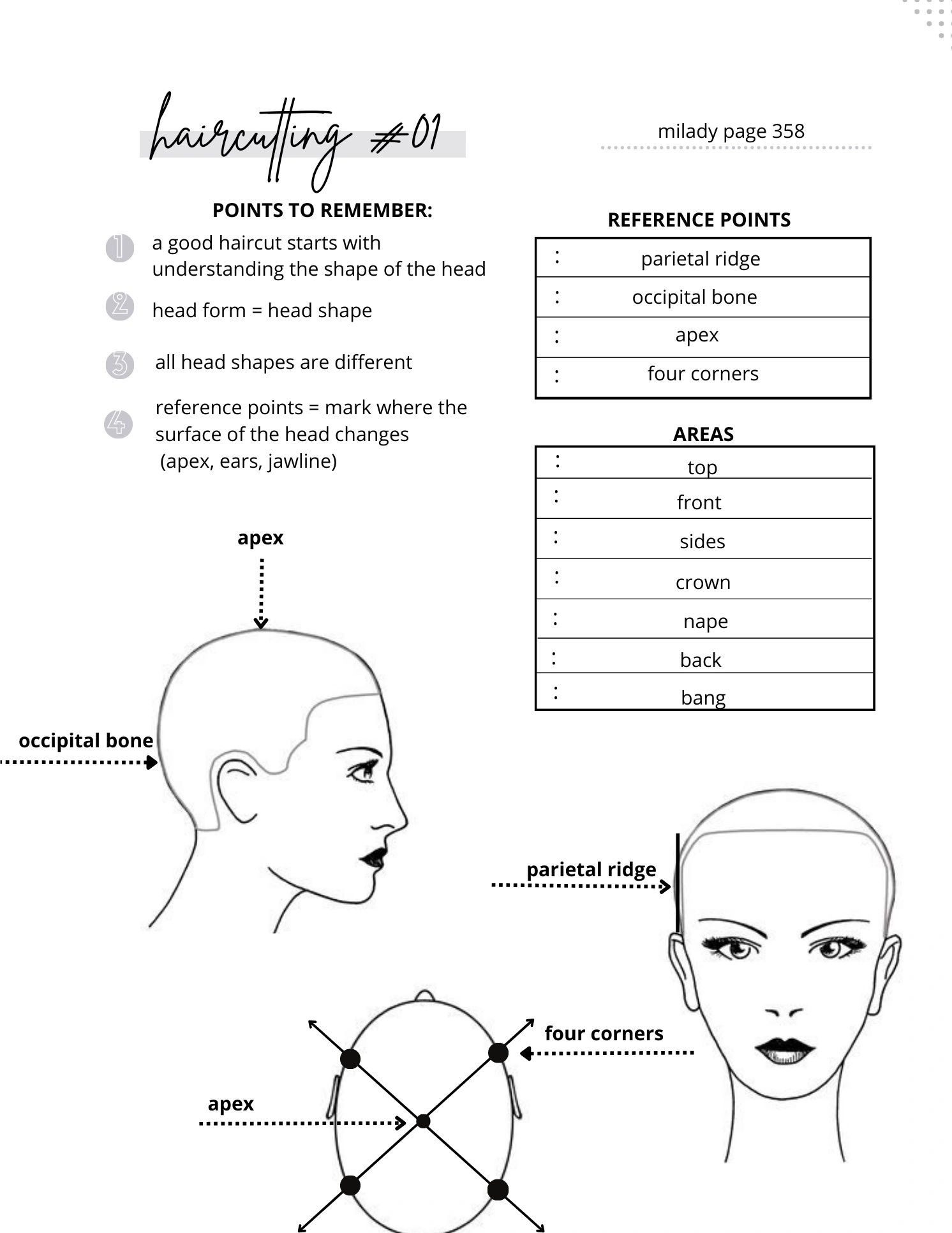 Diagram showing head reference points for haircutting.