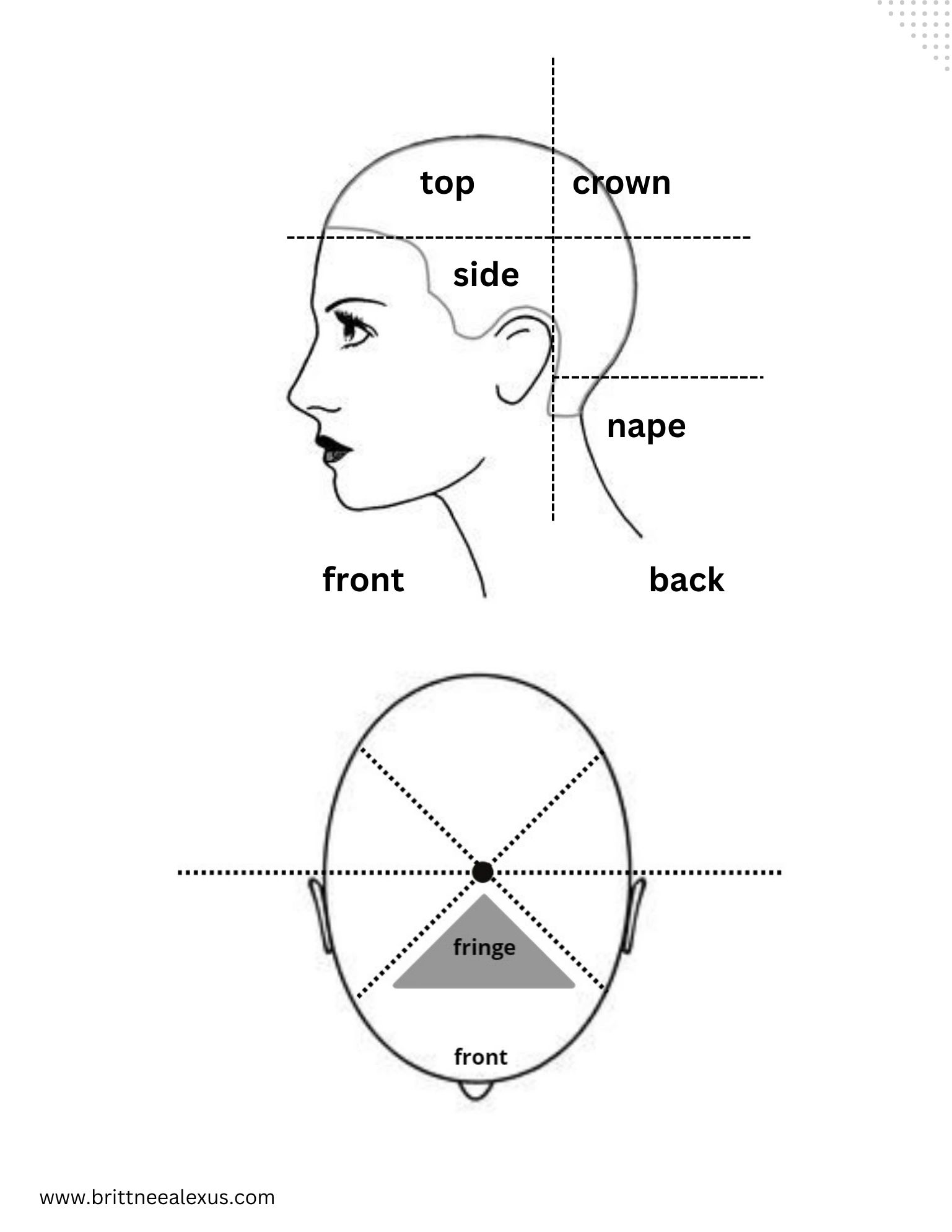 Diagram labeling parts of the head for haircutting or styling.