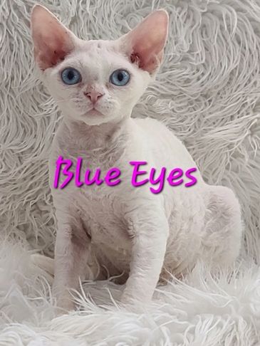 White cat with striking blue eyes sitting on a fluffy surface.