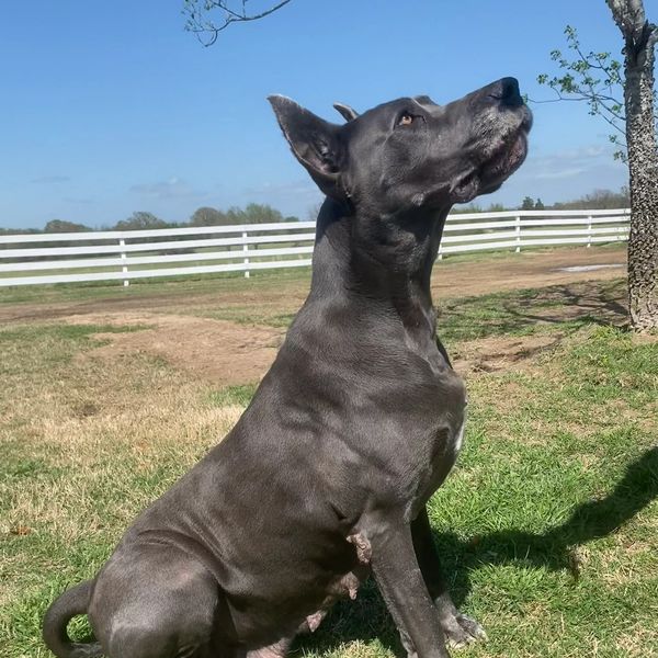 A black dog sitting outside looking up.