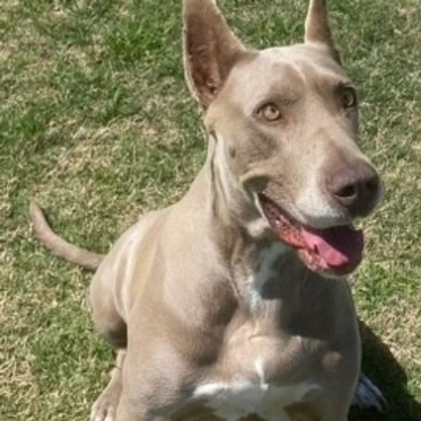 Happy tan dog sitting on grass.