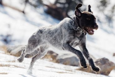 A playful dog running energetically on snow.