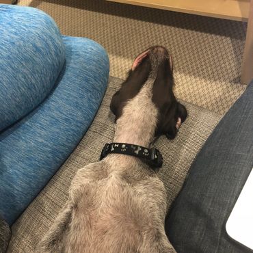 Dog lying on its back between two people on a couch.