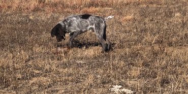 A dog sniffing the ground in a dry, grassy field under a clear sky.