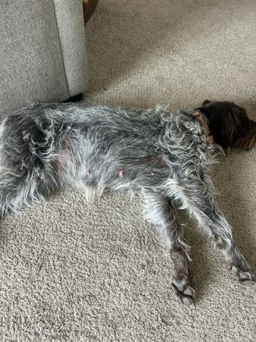 A gray, furry dog lying on a carpet, resting peacefully.