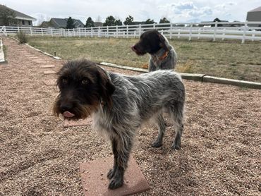 Two wire-haired dogs standing on a gravel path in a fenced yard.