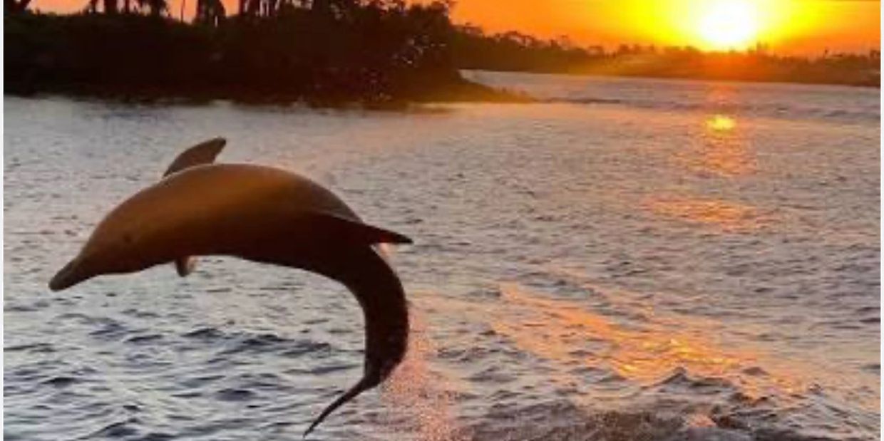 Dolphin sightseeing tour in Casey Key, Nokomis FL featuring a tiki boat cruise near Sarasota.
