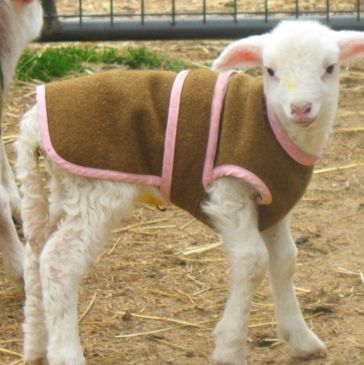 Lamb coats by Good Shepherd Designs