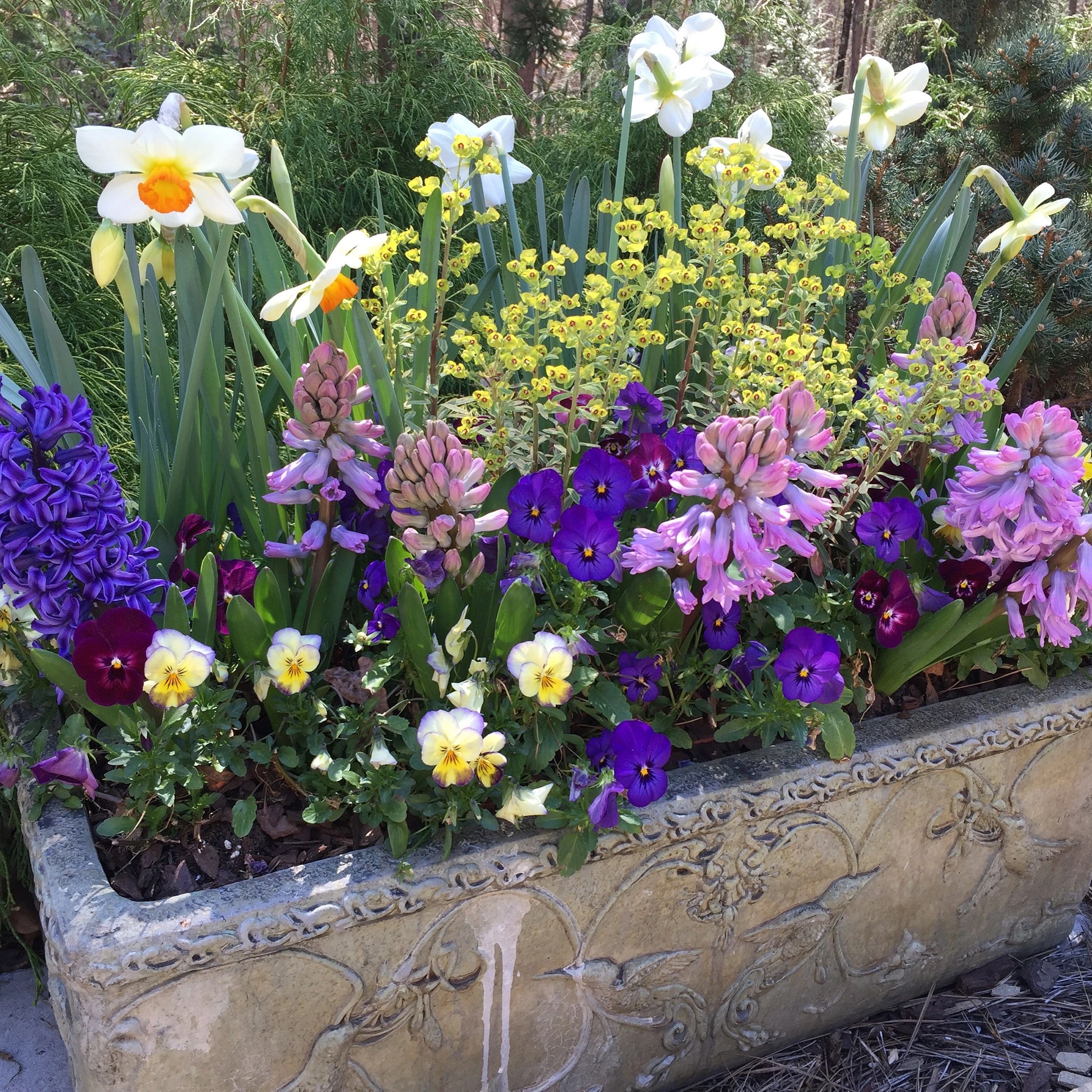 Spring bulbs in a container garden: daffodils and hyacinths with euphorbia and violas.