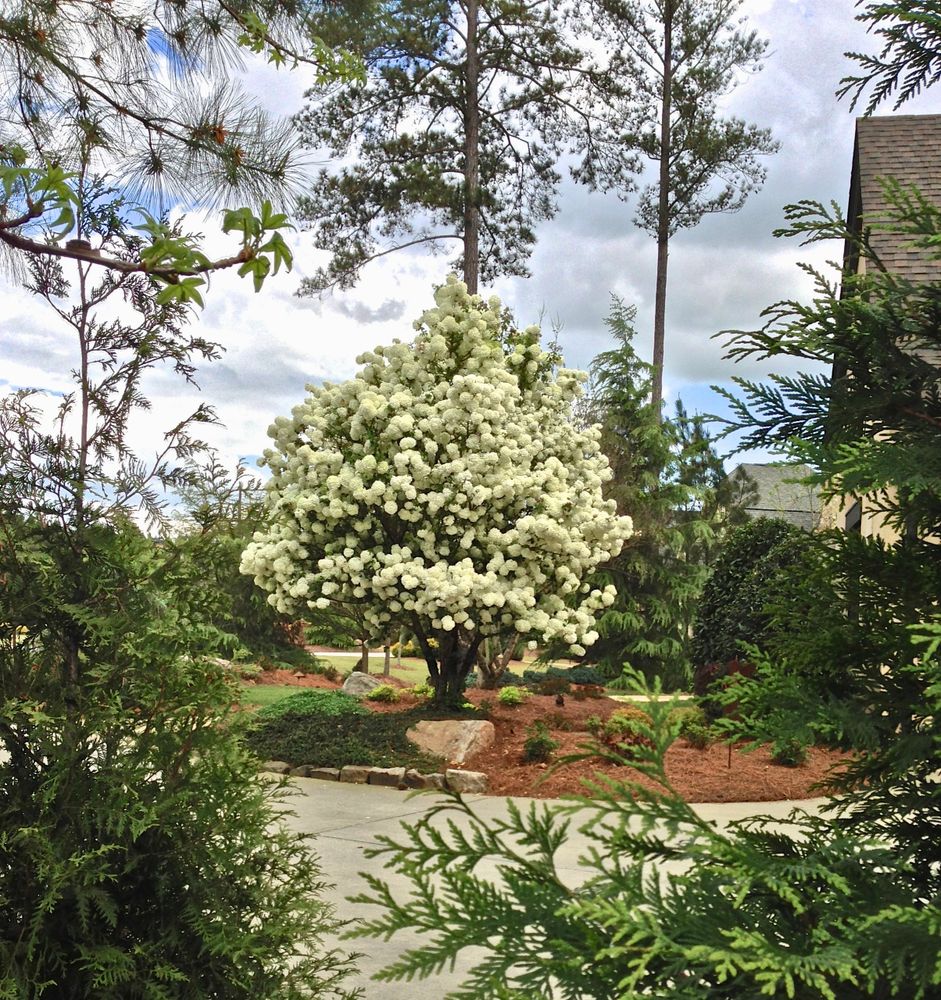 Snowball Viburnum