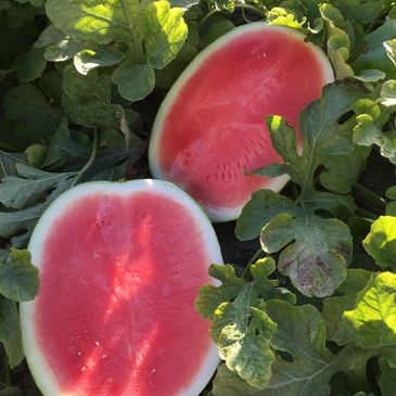 Red colour of Watermelon Grower 