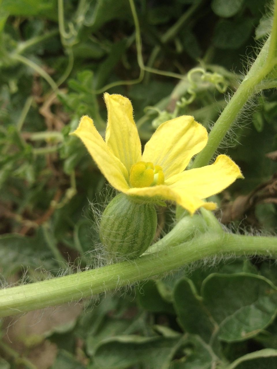 Atlantic Produce Exchange LLC