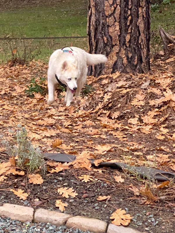 Grayson enjoying the oak leaves
