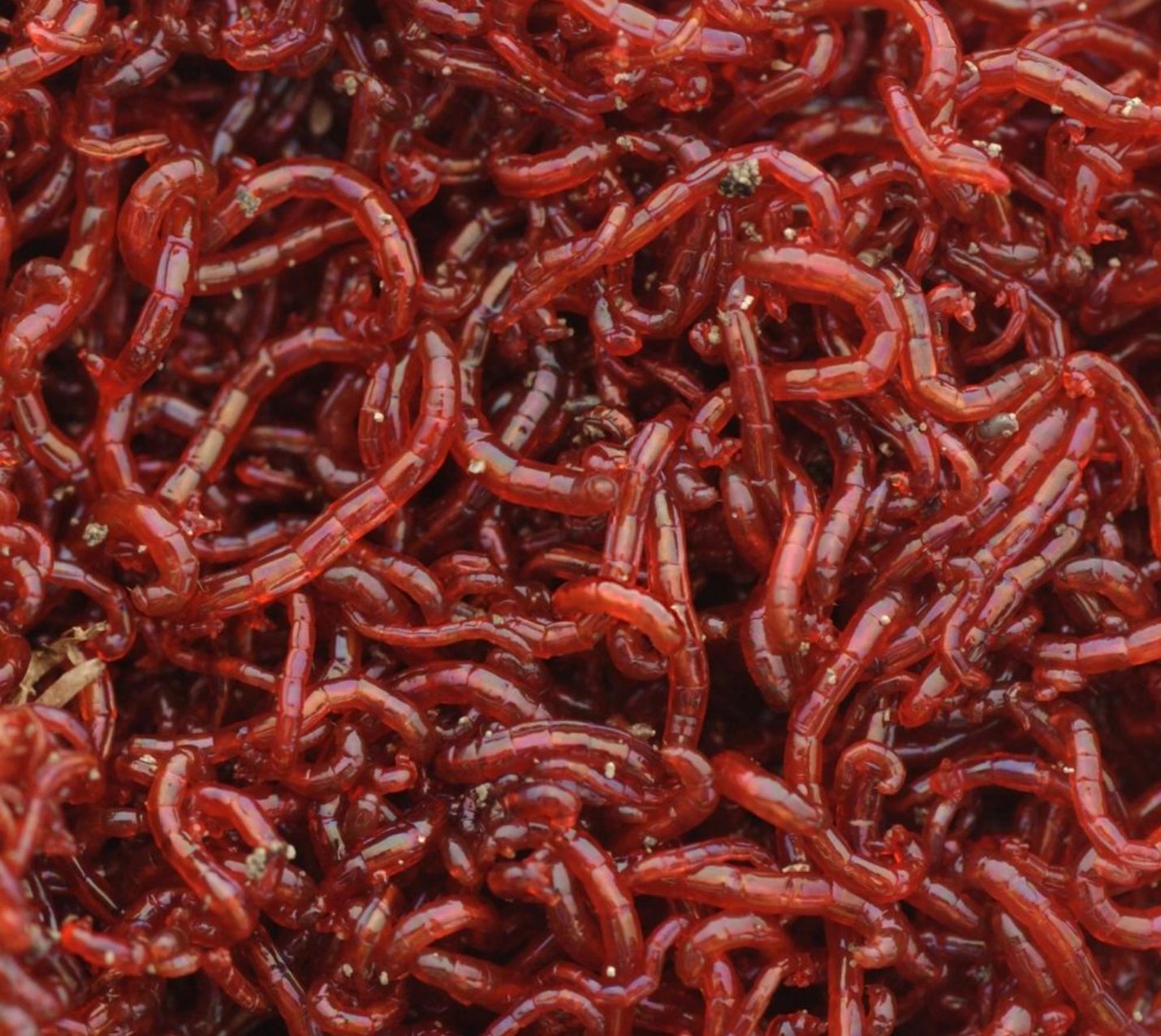 download live red worms