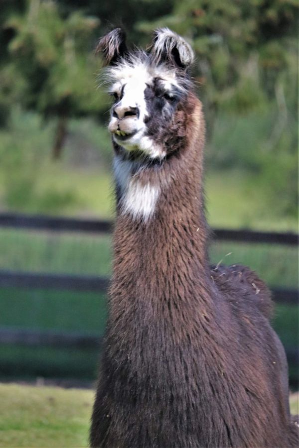 llama