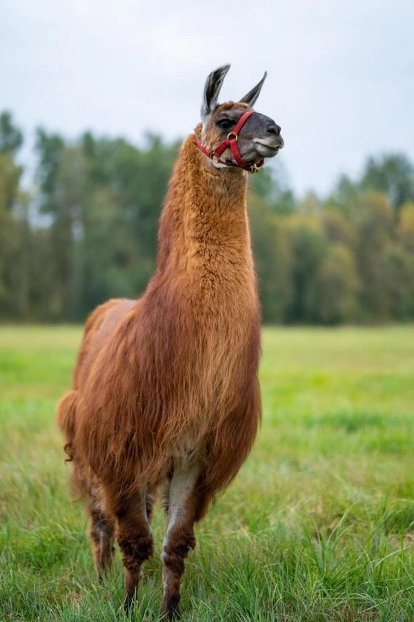 llama