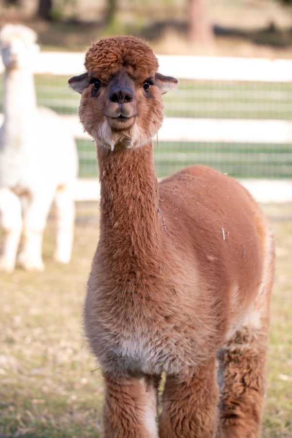 alpaca