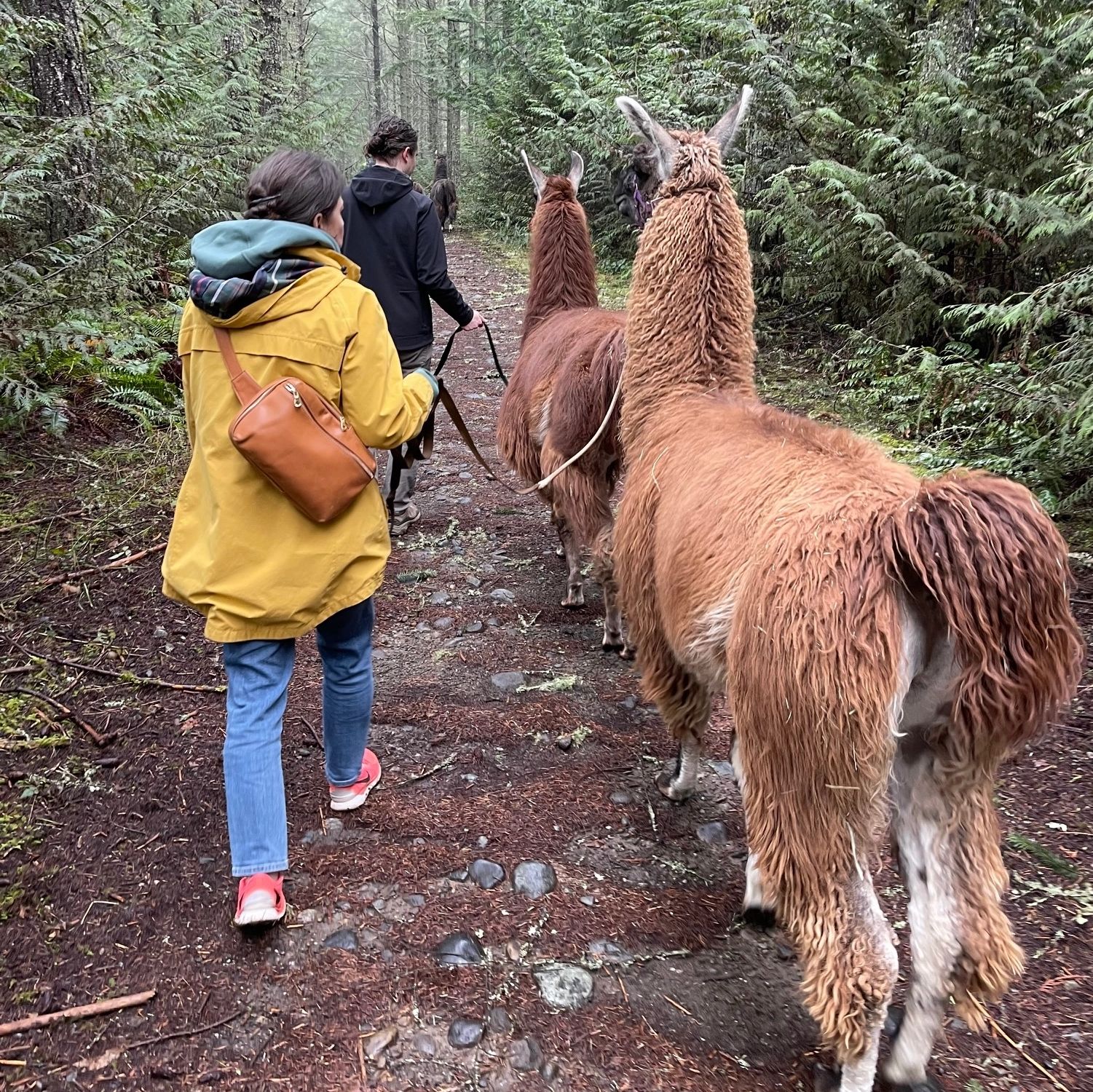 Guided Llama Treks Guided Llama Treks