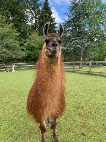 llama