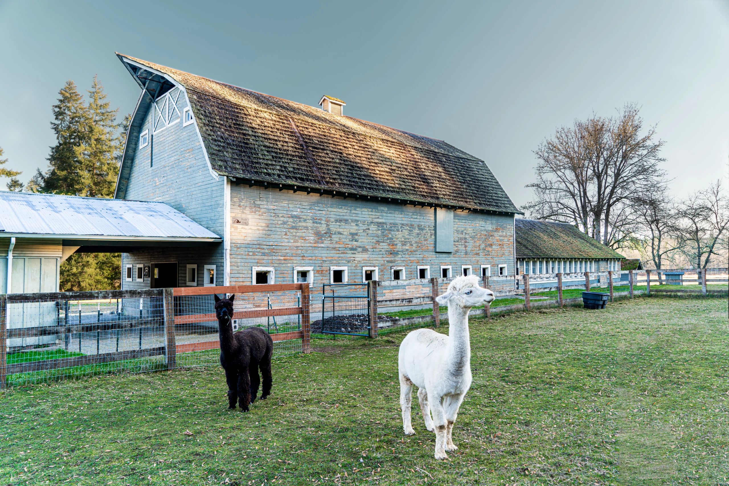 alpaca, barn, farm tour, nature walk, tourist attraction