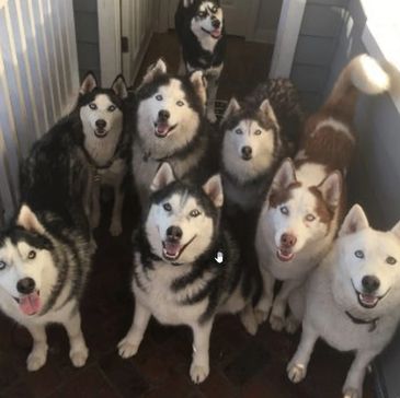 A happy group of eight Siberian Huskies looking up eagerly.