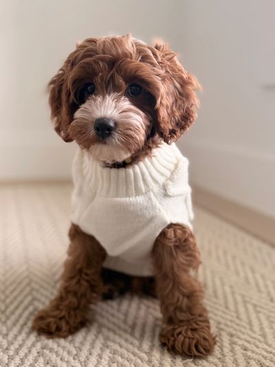 Adorable brown puppy wearing a cozy white sweater indoors.