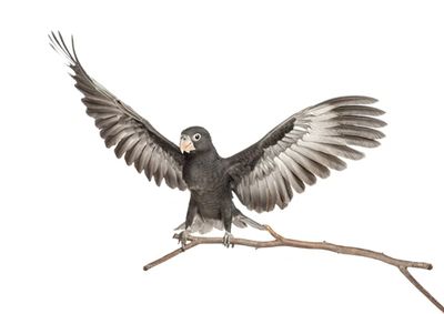 There is a 72 hours warranty on all birds