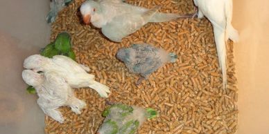 Baby green Quakers are $150 each, pallid green babies $250 each, blue babies $300 each, red-eyed cinnamon blue babies $400 each, lutino (yellow) babies $500 each, albino (white) babies $550 each